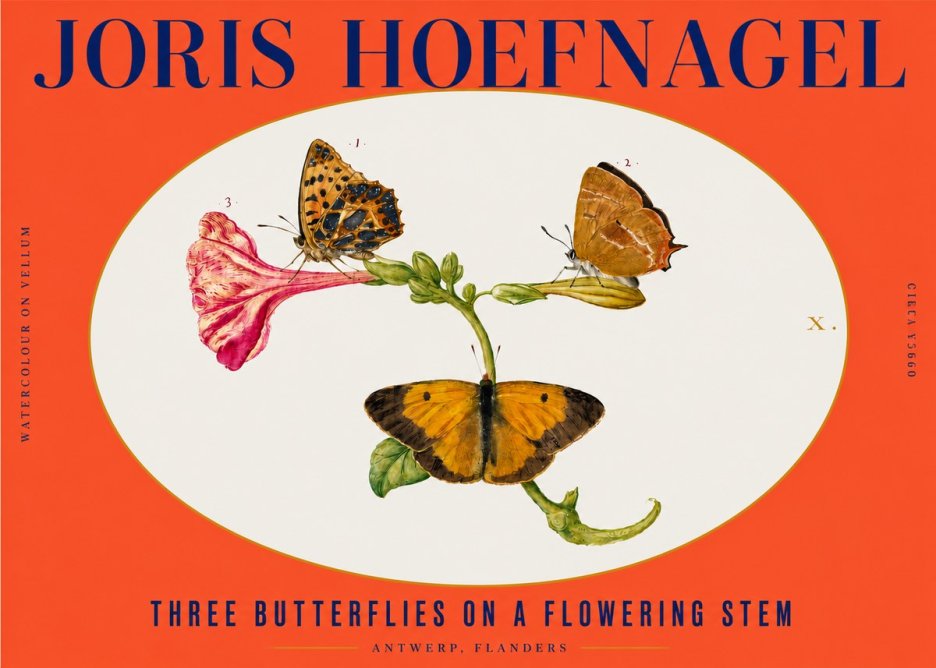 Joris Hoefnagel Three Butterflies on a Flowering Stem No3 - Poster