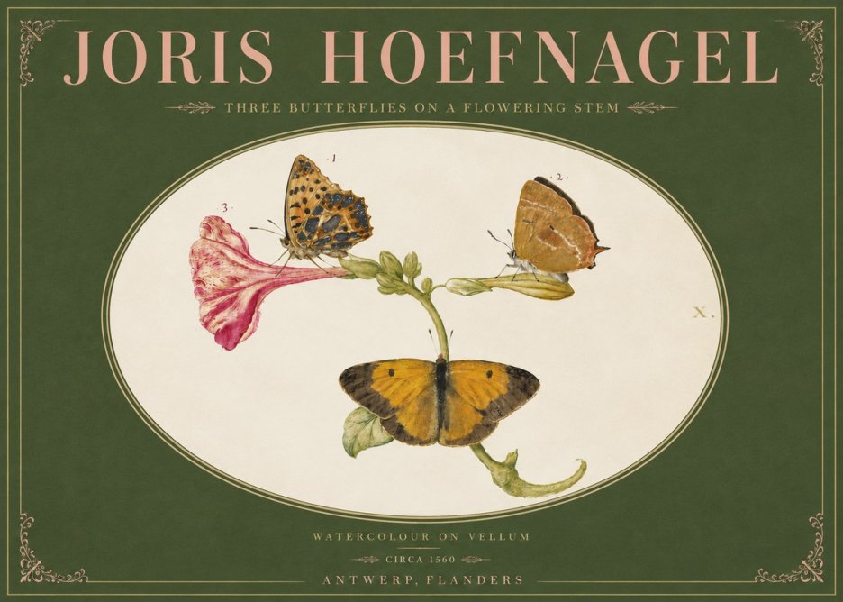 Joris Hoefnagel Three Butterflies on a Flowering Stem No4 - Poster