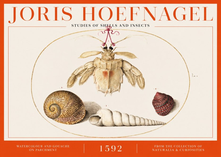 Joris Hoefnagel Studies of Shells and Insects No2 - Poster