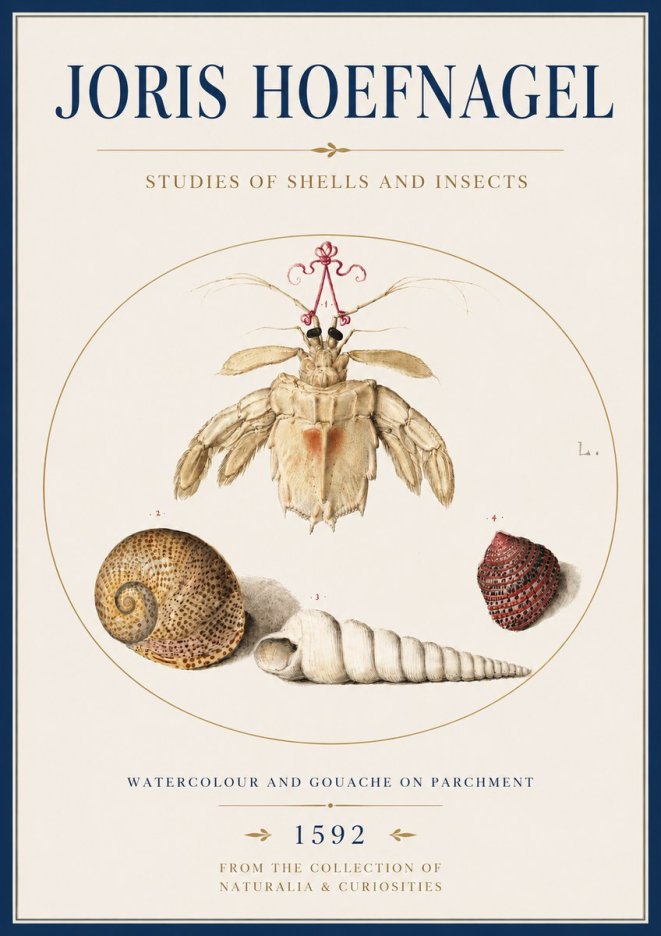 Joris Hoefnagel Studies of Shells and Insects No4 - Poster