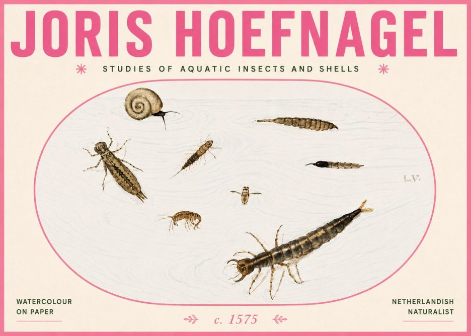 Joris Hoefnagel Studies of Aquatic Insects and Shells No6 - Poster
