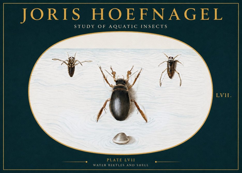 Joris Hoefnagel Water Beetles and Shell No2 - Poster