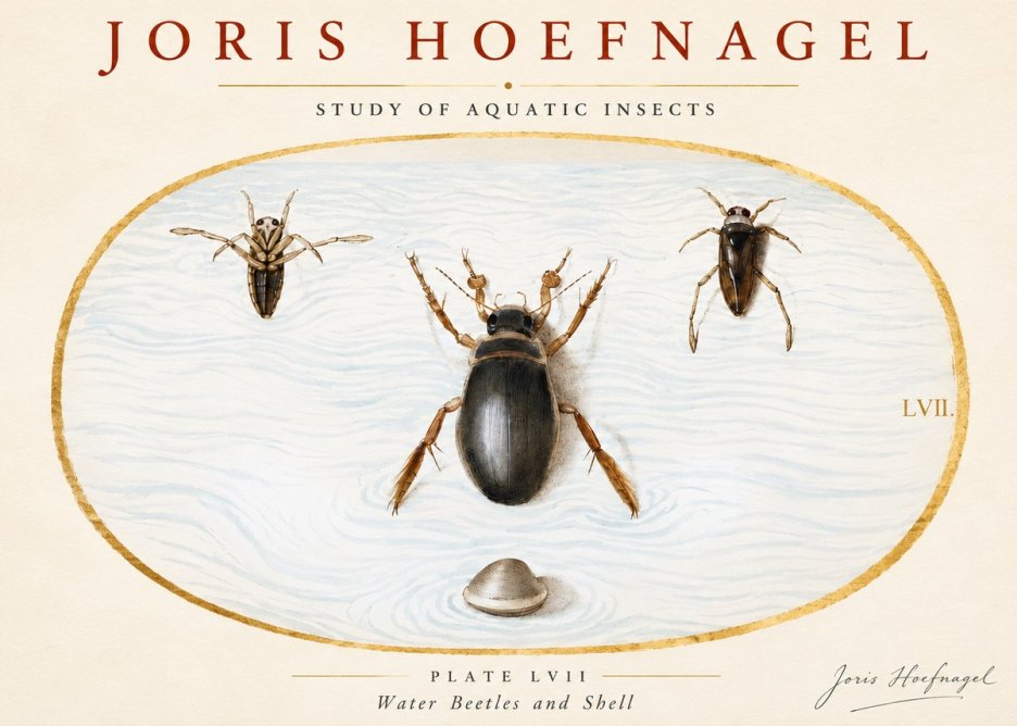 Joris Hoefnagel Water Beetles and Shell No3 - Poster