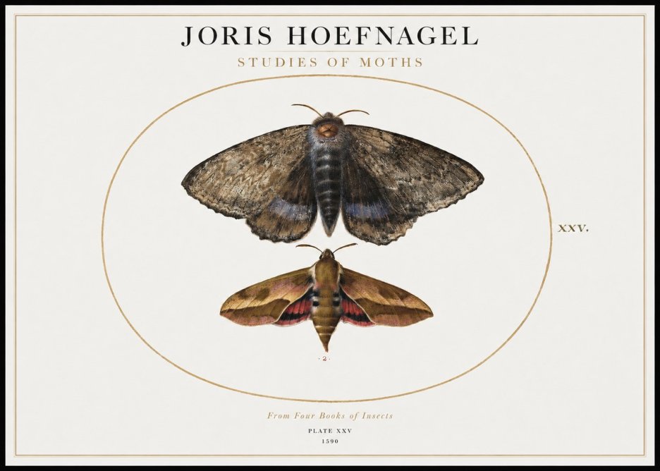 Joris Hoefnagel Studies of Moths I No1 - Poster