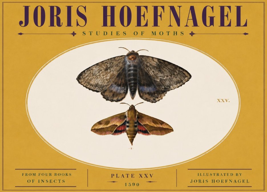 Joris Hoefnagel Studies of Moths I No5 - Poster