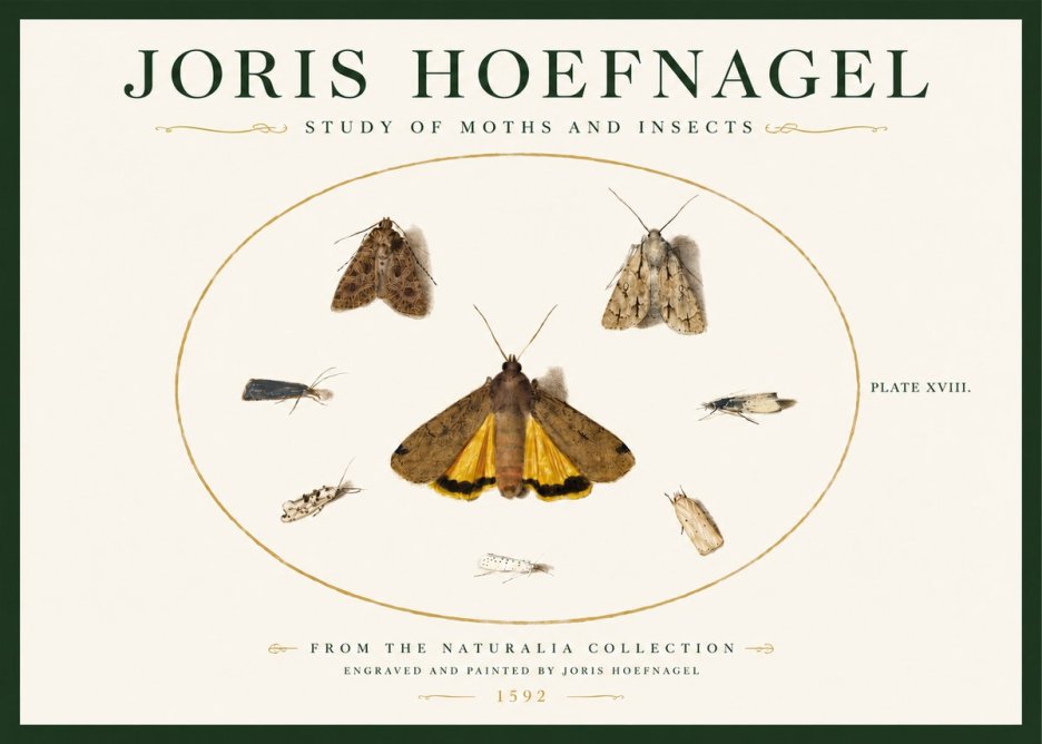 Joris Hoefnagel Study of Moths and Insects No3 - Poster