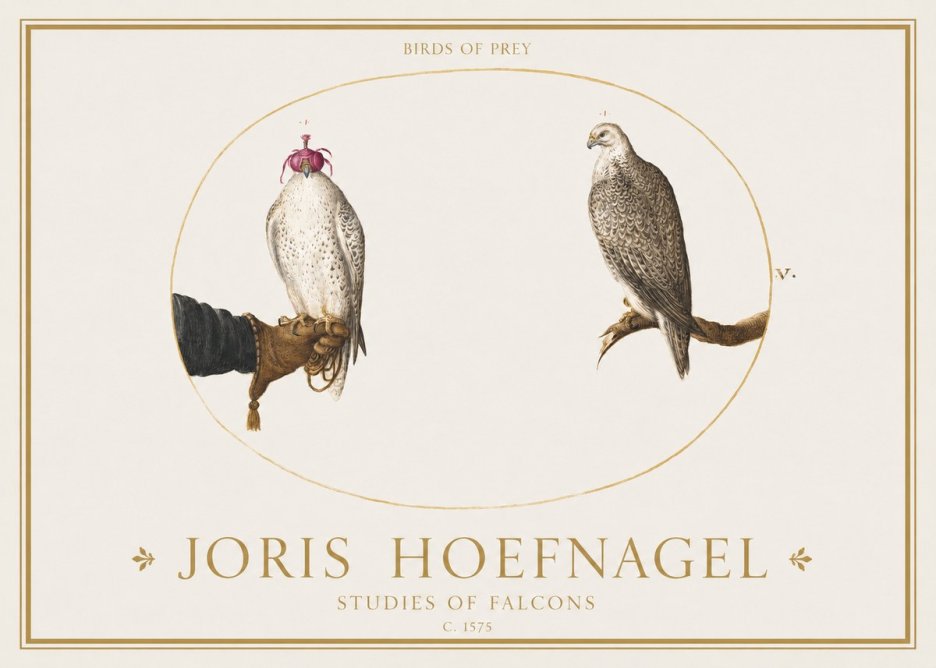 Joris Hoefnagel Studies of Falcons No1 - Poster