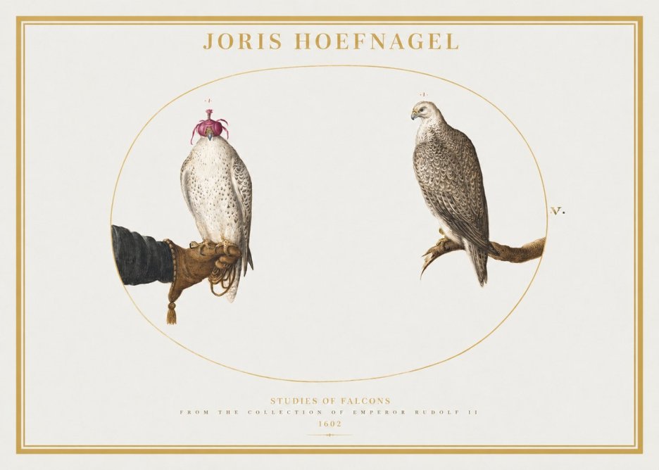 Joris Hoefnagel Studies of Falcons No2 - Poster