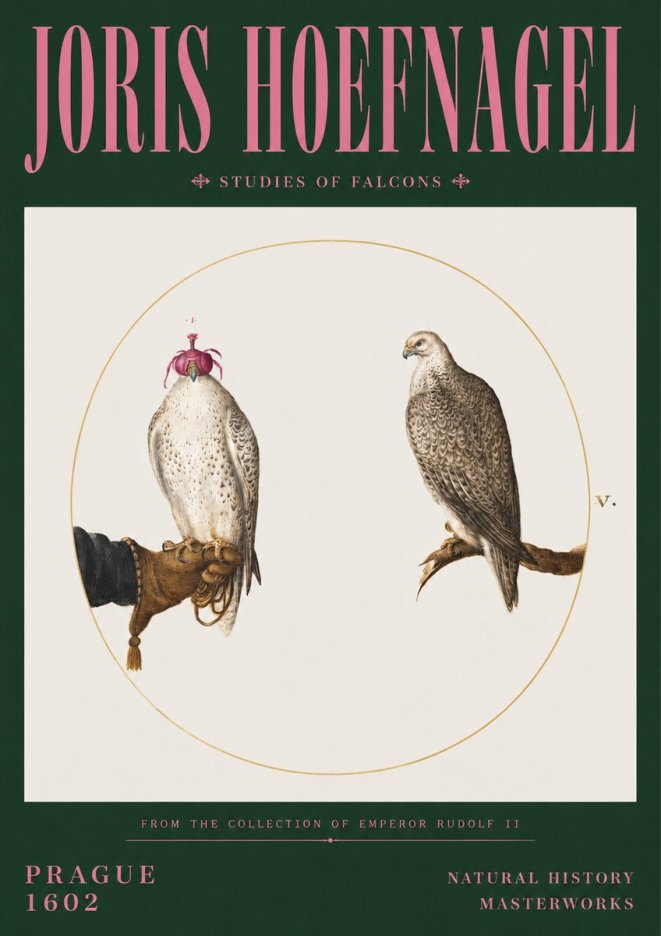 Joris Hoefnagel Studies of Falcons No3 - Poster
