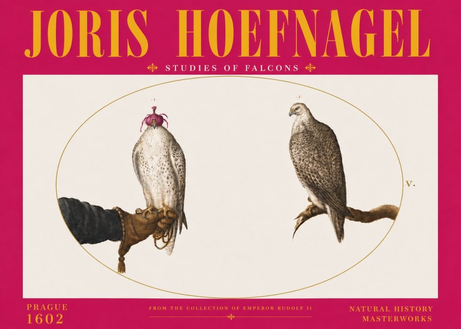 Joris Hoefnagel Studies of Falcons No6 - Poster