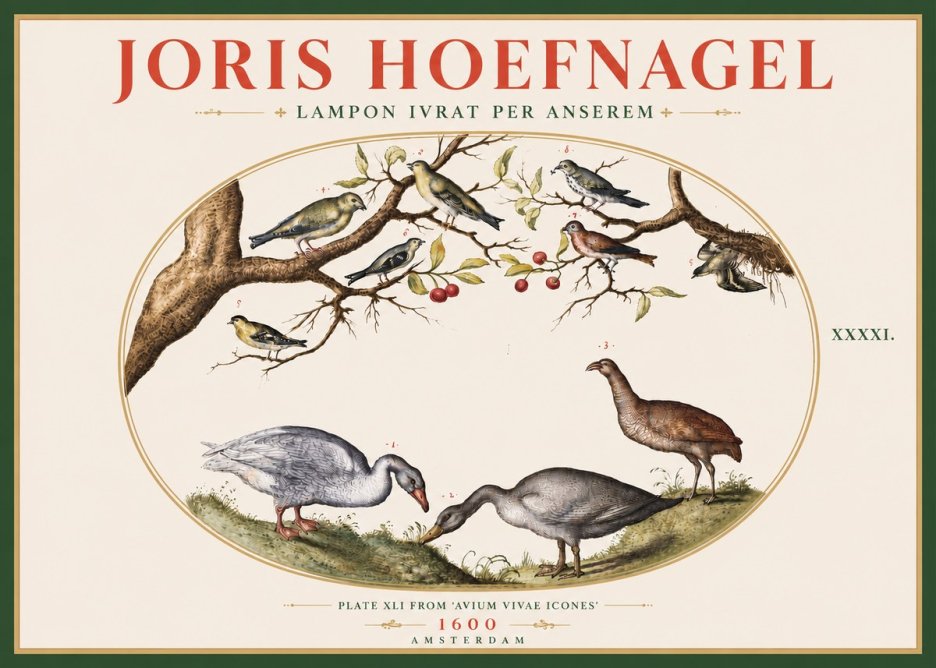 Joris Hoefnagel Lampon Ivrat per Anserem No5 - Poster