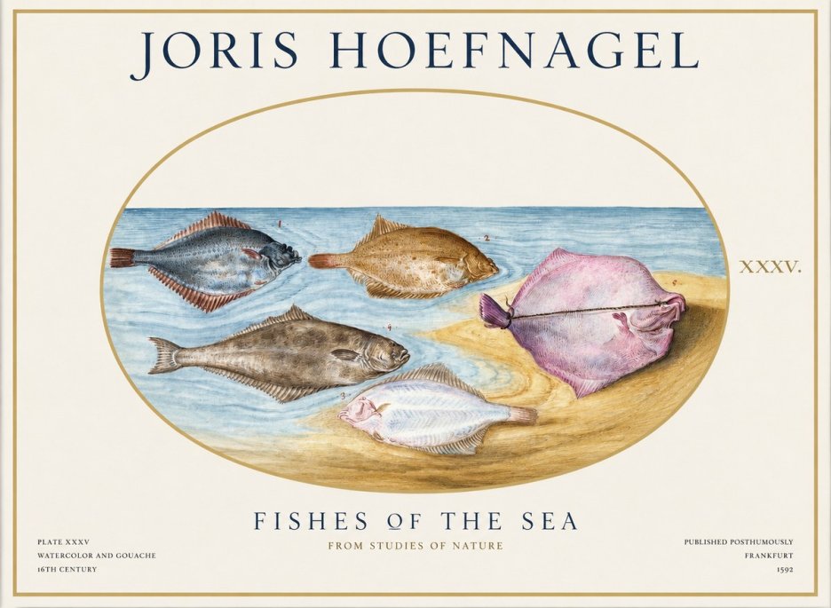 Joris Hoefnagel Fishes of the Sea II No1 - Poster