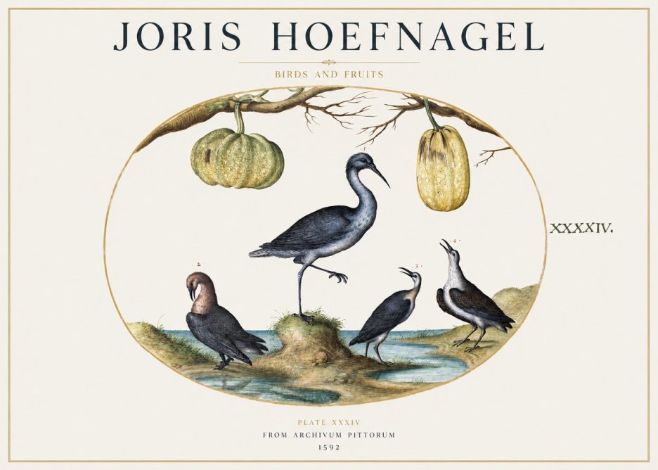 Joris Hoefnagel Birds and Fruits No1 - Poster
