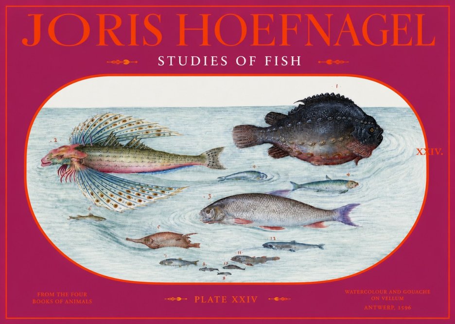 Joris Hoefnagel Studies of Fish II No2 - Poster