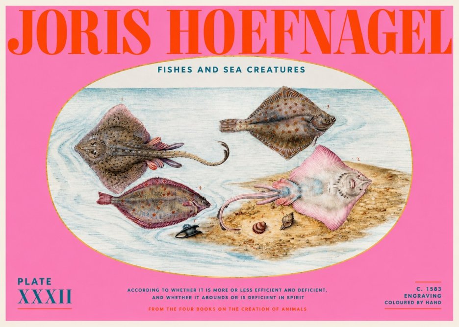 Joris Hoefnagel Study of Rays and Flatfish No6 - Poster