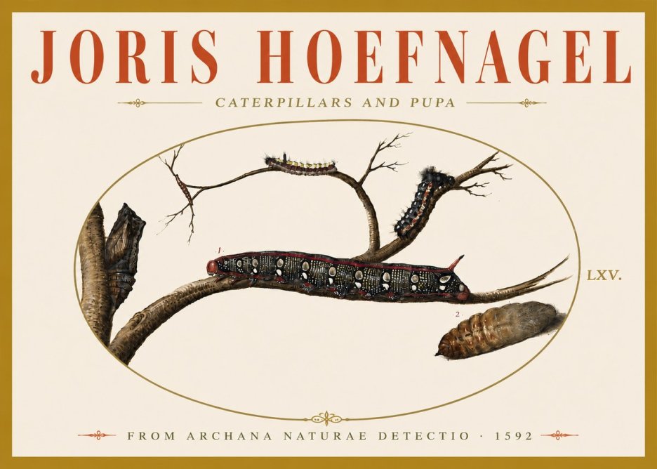 Joris Hoefnagel Caterpillars and Pupa No6 - Poster