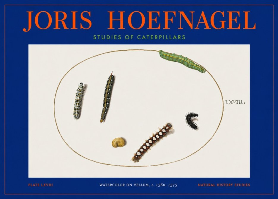 Joris Hoefnagel Studies of Caterpillars No2 - Poster
