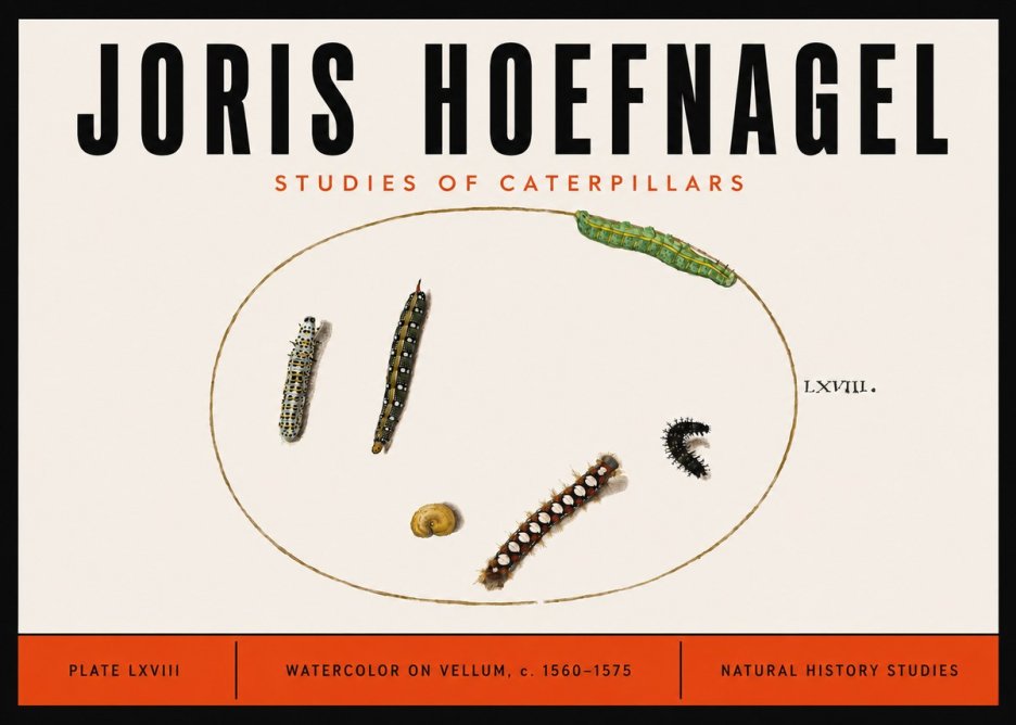 Joris Hoefnagel Studies of Caterpillars No6 - Poster