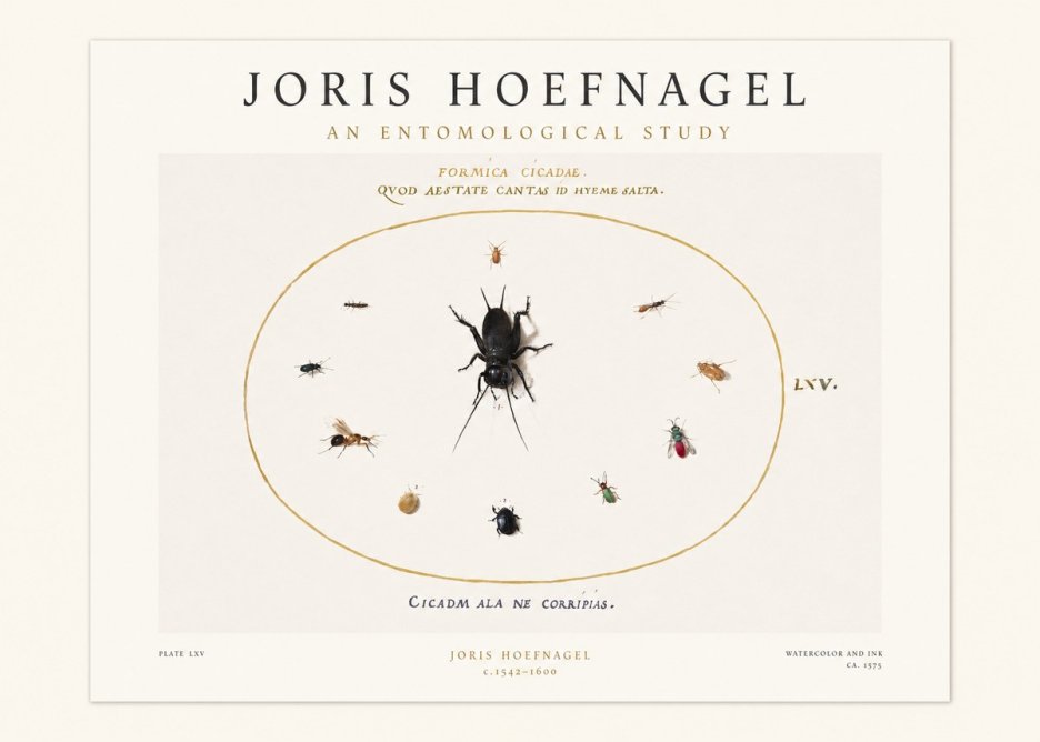 Joris Hoefnagel Formica Cicadae No1 - Poster