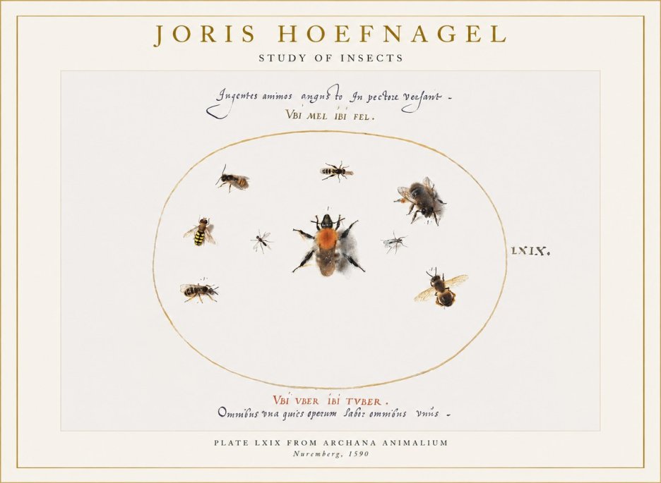Joris Hoefnagel Insects Study II No6 - Poster