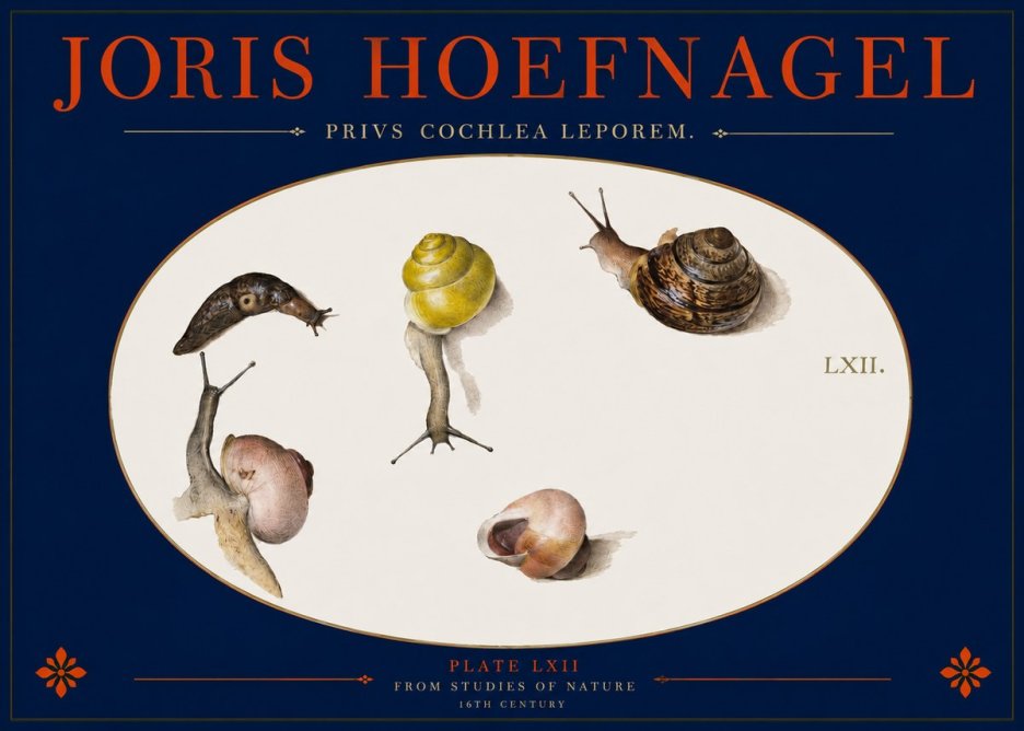 Joris Hoefnagel Privs Cochlea Leporem. No2 - Poster