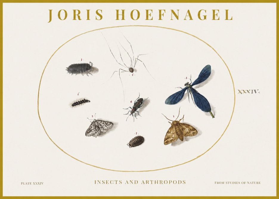 Joris Hoefnagel Insects and Arthropods No1 - Poster