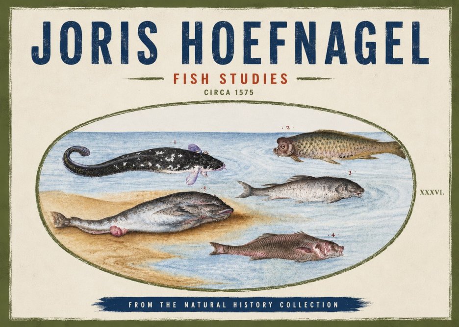 Joris Hoefnagel Fish Studies No4 - Poster