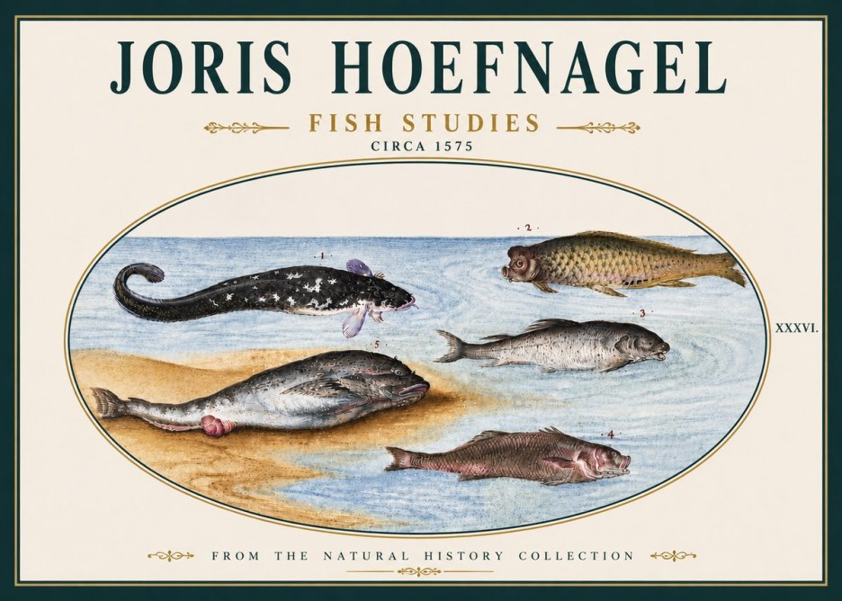 Joris Hoefnagel Fish Studies No5 - Poster