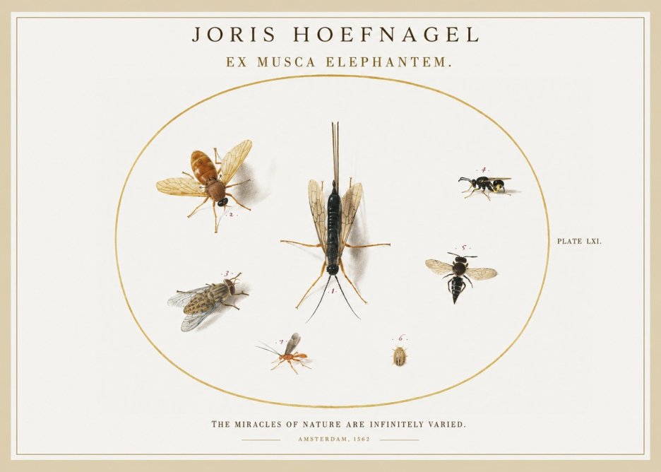 Joris Hoefnagel Ex Mvsca Elephantem. No2 - Poster