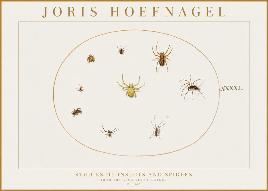 Joris Hoefnagel Studies of Insects and Spiders No1 - Poster