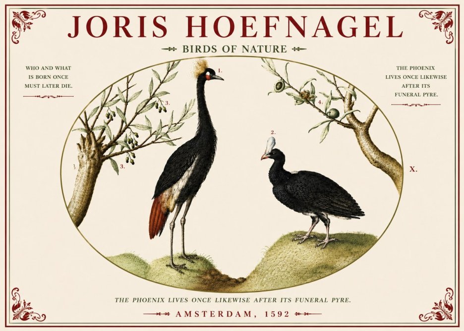 Joris Hoefnagel Birds of Nature No5 - Poster