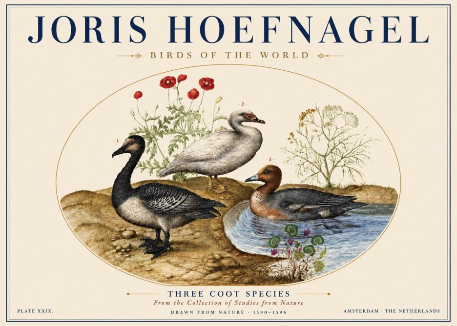 Joris Hoefnagel Three Coot Species No5 - Poster