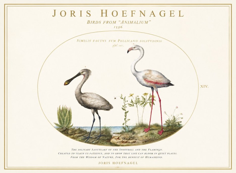 Joris Hoefnagel The Solitary Sanctuary of the Spoonbill and the Flamingo No1 - Poster