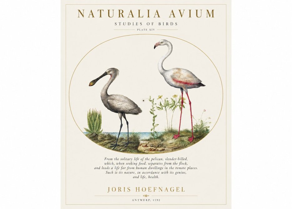 Joris Hoefnagel The Solitary Sanctuary of the Spoonbill and the Flamingo No2 - Poster
