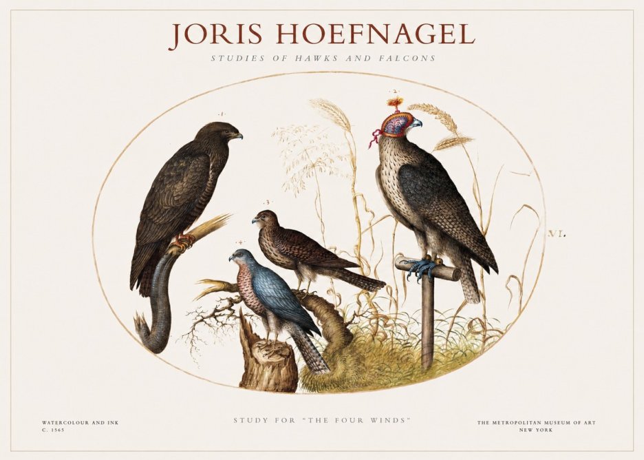 Joris Hoefnagel Studies of Hawks and Falcons No1 - Poster