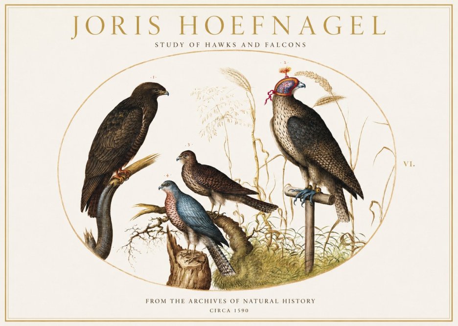 Joris Hoefnagel Studies of Hawks and Falcons No2 - Poster