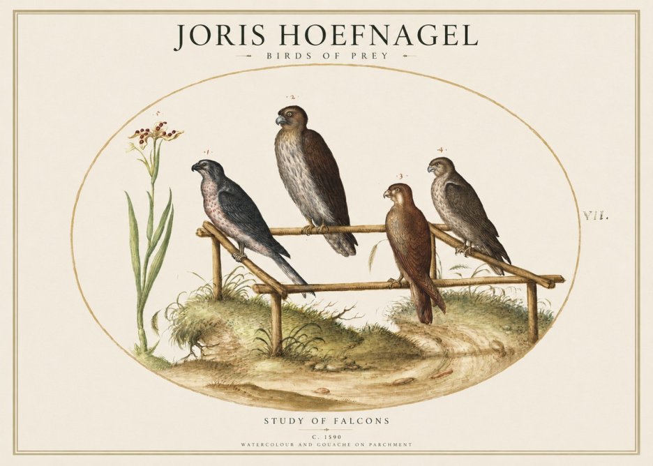 Joris Hoefnagel Study of Falcons No1 - Poster