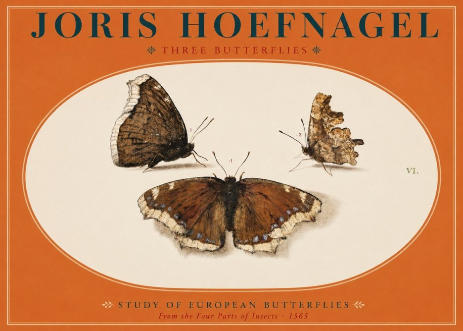 Joris Hoefnagel Three Butterflies I No2 - Poster