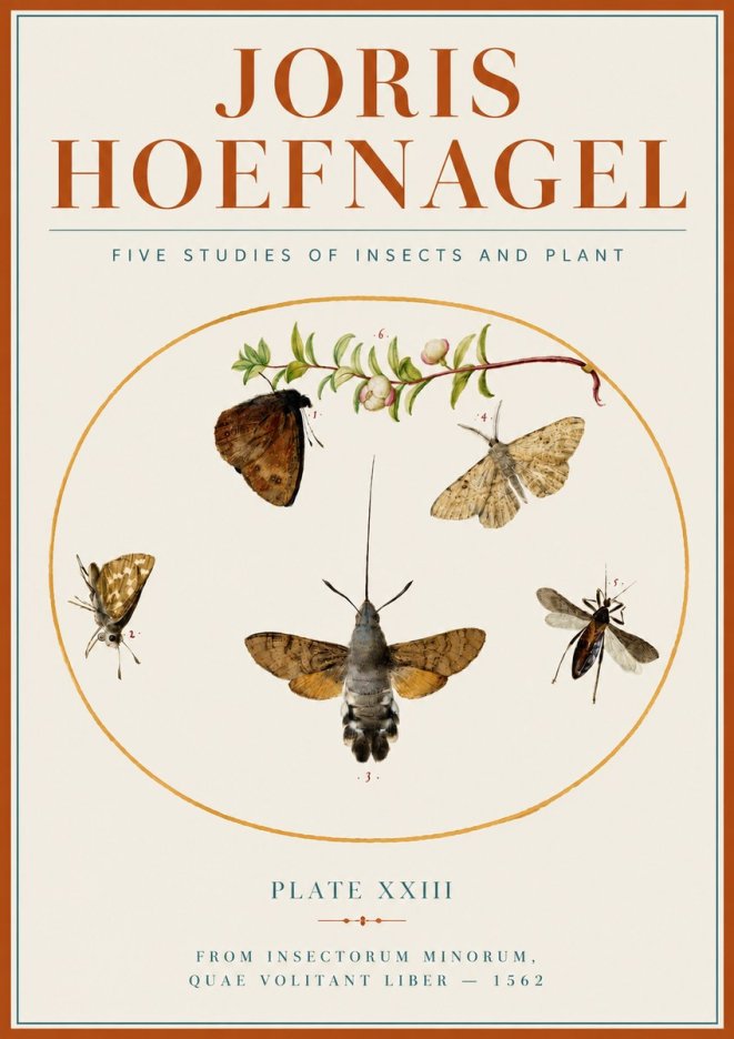 Joris Hoefnagel Five Studies of Insects and Plant No4 - Poster