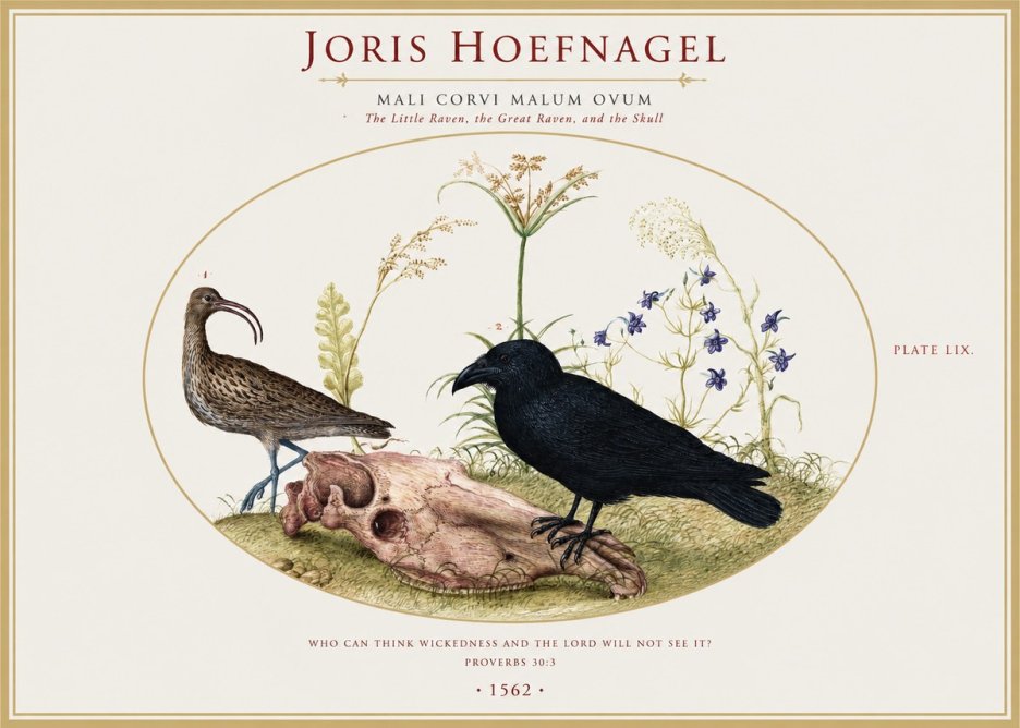 Joris Hoefnagel The Little Raven, the Great Raven, and the Skull No1 - Poster