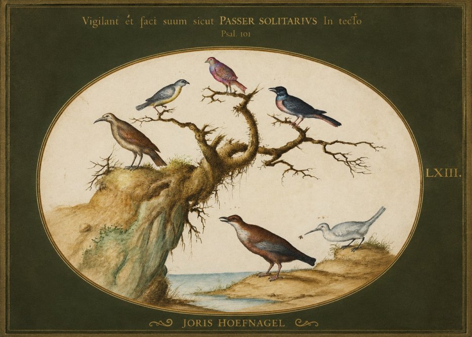 Joris Hoefnagel Vigilant Et Fact Suum Sicut Passer Solitarius in Tecto No1 - Poster