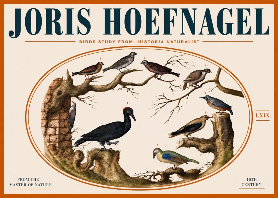 Joris Hoefnagel Birds in an Oval Frame No5 - Poster