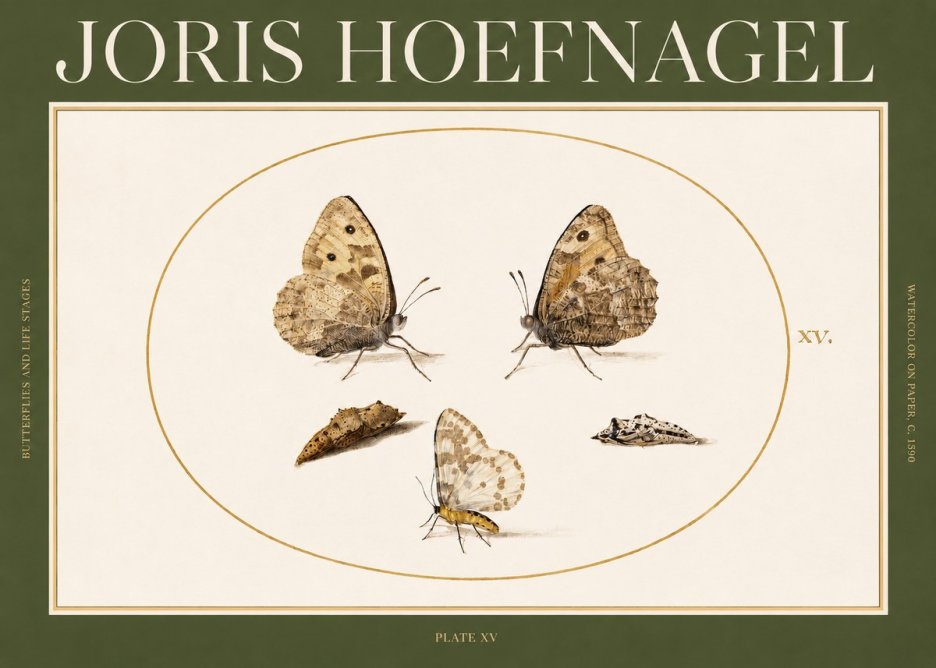 Joris Hoefnagel Butterflies and Life Stages - Plate Xv No2 - Poster