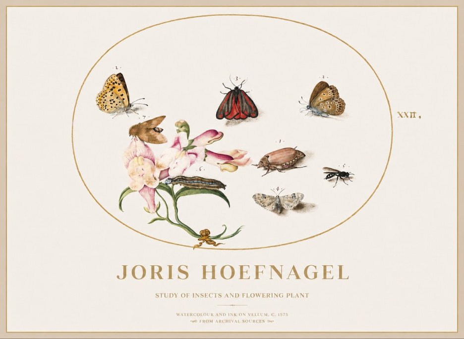 Joris Hoefnagel Study of Insects and Flowering Plant No1 - Poster