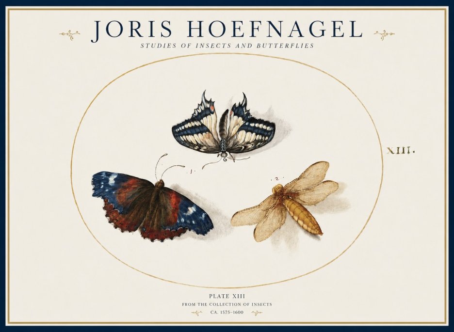 Joris Hoefnagel Studies of Insects - Plate Xiii No2 - Poster