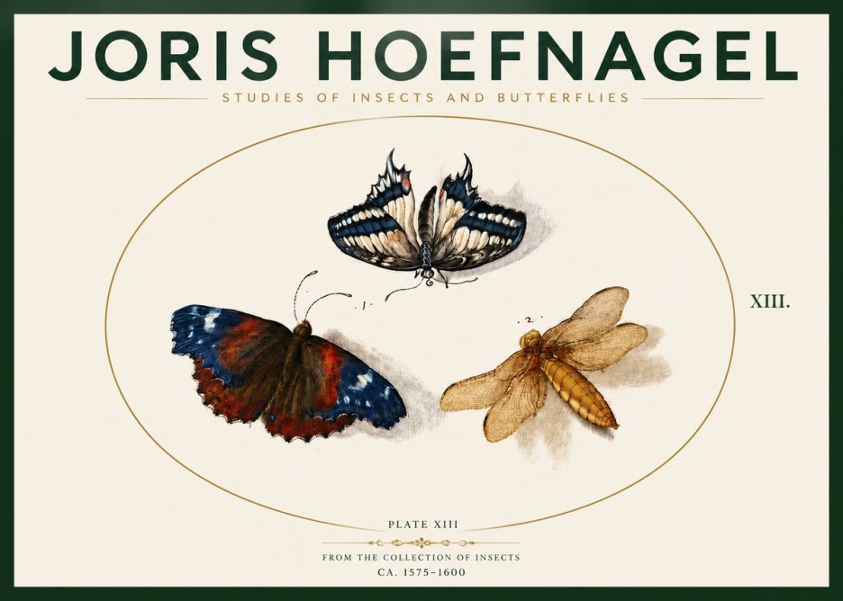 Joris Hoefnagel Studies of Insects - Plate Xiii No4 - Poster