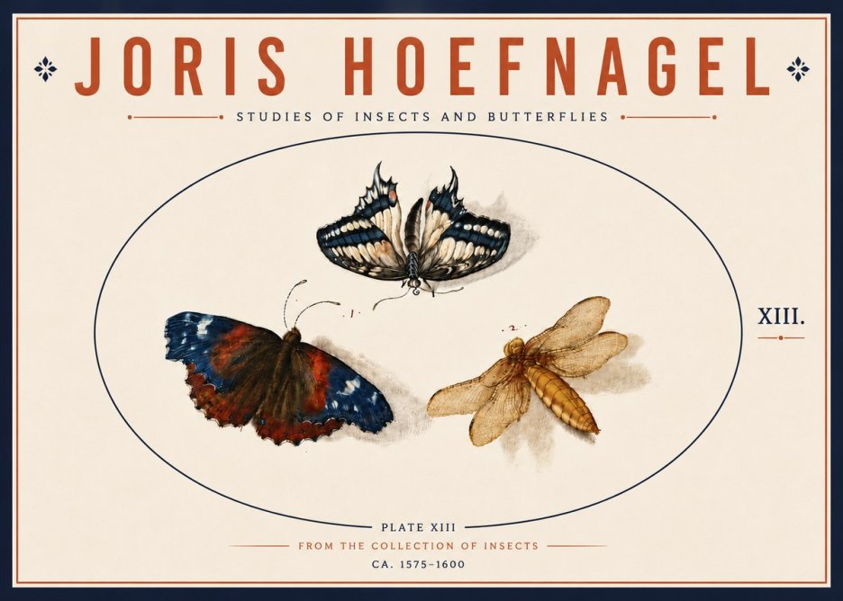 Joris Hoefnagel Studies of Insects - Plate Xiii No6 - Poster