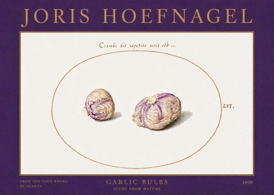 Joris Hoefnagel Garlic Bulbs Study from Nature No2 - Poster