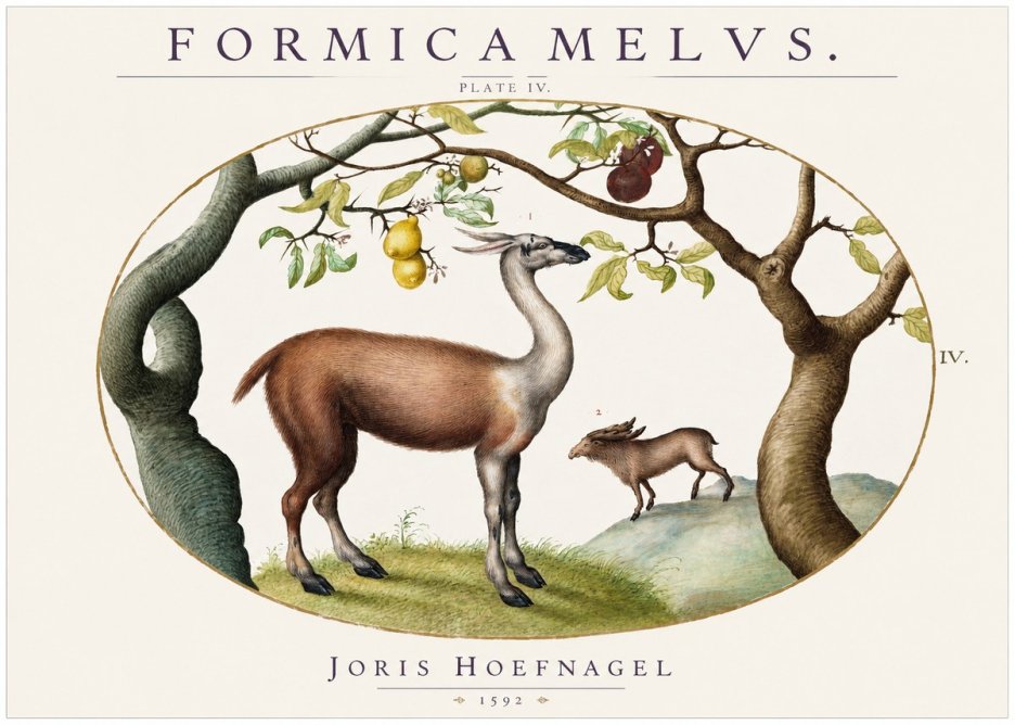 Joris Hoefnagel Formicamelus. No2 - Poster
