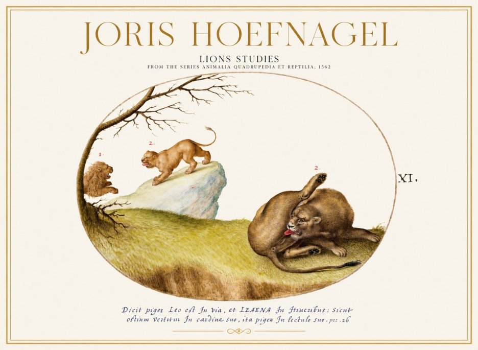 Joris Hoefnagel Lions Studies No1 - Poster